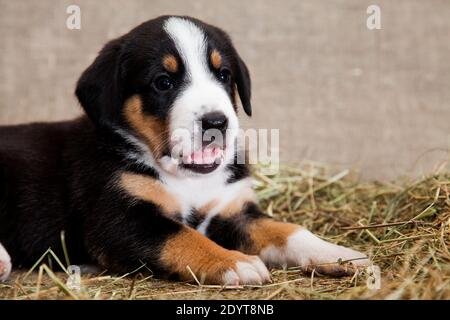 A black and red tan and white-breasted puppy of Swiss breed Entlebuher Sennenhund is lying indoors on burlap in the studio on dried hay Stock Photo