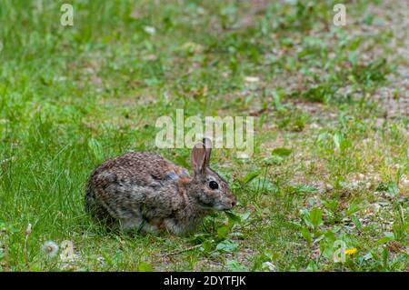 Vadnais Heights, Minnesota. John H. Allison forest.  Eastern Cottontail rabbit; Sylvilagus floridanus eating the vegetation on the forest floor. Stock Photo