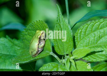 Cope's Gray Treefrog, Hyla chrysoscelis. Frog resting on a leaf. Vadnais Heights, Minnesota. John H. Allison forest. Stock Photo