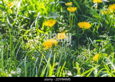 Spring yellow dandelion background. Spring concept Stock Photo