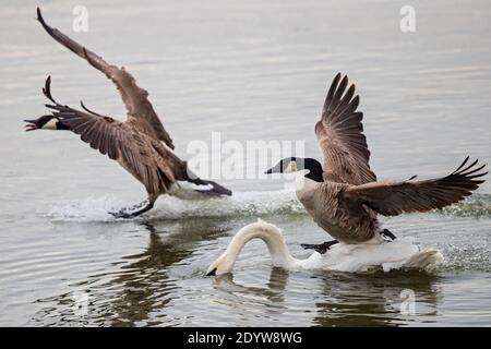 Canada Goose (Branta canadensis) attacking and running over swimming Mute Swan (Cygnus olor) in lake, Baden-Wuerttemberg, Germany Stock Photo