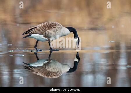 Canada Goose (Branta canadensis) standing on frozen lake looking at own water reflection, Baden-Wuerttemberg, Germany Stock Photo