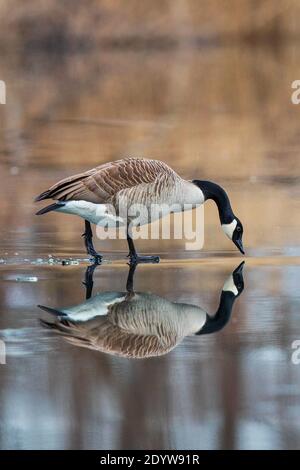 Canada Goose (Branta canadensis) standing on frozen lake looking at own water reflection, Baden-Wuerttemberg, Germany Stock Photo