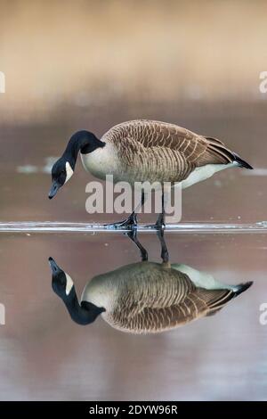 Canada Goose (Branta canadensis) standing on frozen lake looking at own water reflection, Baden-Wuerttemberg, Germany Stock Photo