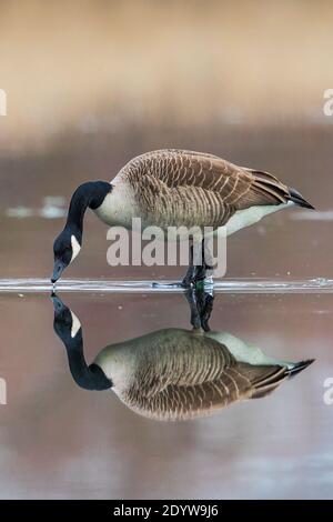 Canada Goose (Branta canadensis) standing on frozen lake looking at own water reflection, Baden-Wuerttemberg, Germany Stock Photo