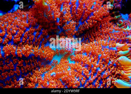 Colorful Rhodactis colony of mushroom soft corals Stock Photo