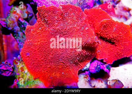 Ultra Red Discosoma Mushroom Coral - (Actinodiscus sp.) Stock Photo