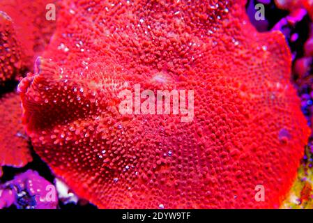 Ultra Red Discosoma Mushroom Coral - (Actinodiscus sp.) Stock Photo