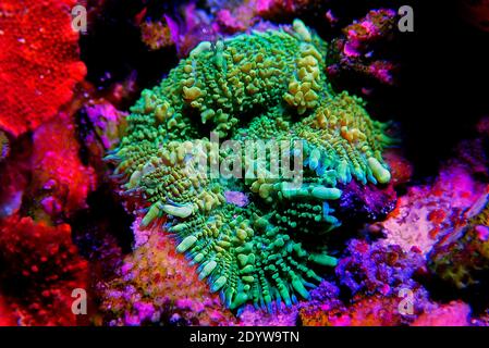 Yellow Claw Rhodactis Mushroom soft coral in reef tank Stock Photo