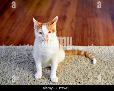 Funny squintwhite-and-ginger tabby cat sitting on the carpet Stock Photo