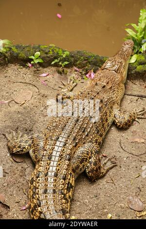 Juvenile Saltwater Crocodiles, also known as estuarine or Indo-Pacific crocodile, Crocodylus porosus pictured at a commercial Crocodile farm in Darwin Stock Photo