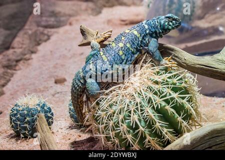 ornate mastigure (Uromastyx ornata) is on a cactus. A species of lizard in the family Agamidae. These medium-sized lizards are among the most colorful Stock Photo