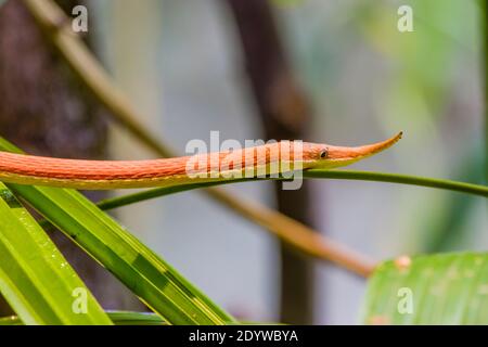 Madagascar leaf-nosed snake (Langaha madagascariensis) is a medium-sized highly cryptic arboreal species. It is endemic to Madagascar Stock Photo