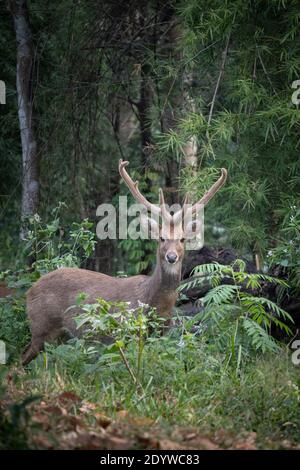 Eld's deer (Panolia eldii), also known as the thamin or brow-antlered deer, is an endangered species of deer endemic to South Asia. Stock Photo
