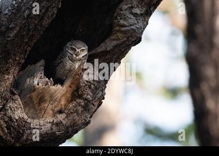 The spotted owlet (Athene brama) is a small owl which breeds in tropical Asia from mainland India to Southeast Asia. Stock Photo