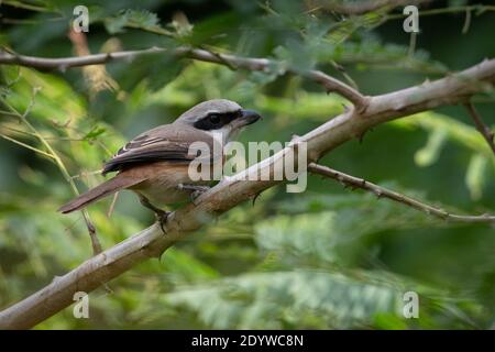 The grey-backed shrike (Lanius tephronotus) is a bird in the family Laniidae inhabiting South-east Asia. Stock Photo