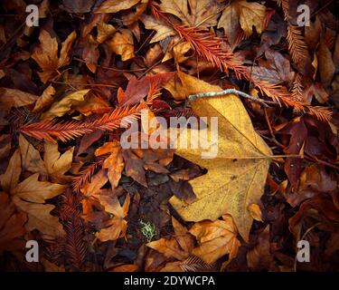 Big leaf maple leaves and redwood needles on the ground at Garland Ranch Regional Park in Carmel Valley, CA Stock Photo