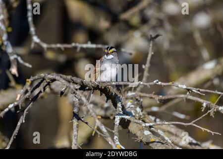 white-Throated Sparrow - Zonotrichia albicollis - perched on a branch Stock Photo