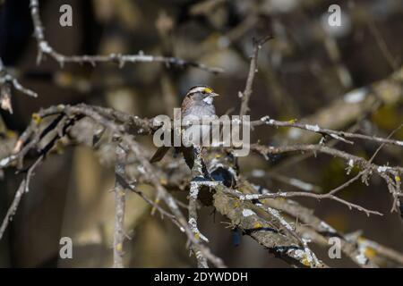 white-Throated Sparrow - Zonotrichia albicollis - perched on a branch Stock Photo