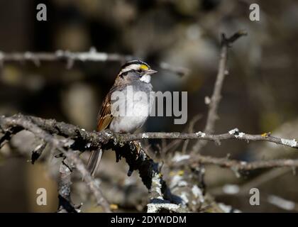 White-Throated Sparrow - Zonotrichia albicollis - perched on a branch Stock Photo