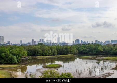 Mangrove Forest and pond in Sungei Buloh Wetland Reserve Singapore,  The background is the buildings of JOHOR BAHRU Malaysia. Stock Photo