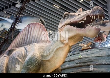the Spinosaurus model in Shanghai Natural History Museum China.  A spinosaurid dinosaur that lived in North Africa about 99 to 93.5 million years ago. Stock Photo