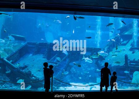 Singapore Dec 21st 2020: people are watching a big fish tank 'shipwreck' in S.E.A. Aquarium Sentosa. There are colourful fishes, rays and sharks Stock Photo