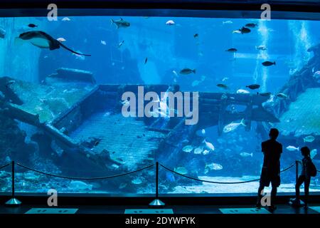 Singapore Dec 21st 2020: people are watching a big fish tank 'shipwreck' in S.E.A. Aquarium Sentosa. There are colourful fishes, rays and sharks Stock Photo