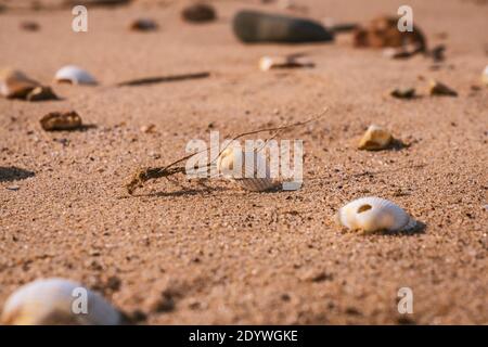 Shells and pebbles on Snettisham Beach, Norfolk, England, UK Stock Photo