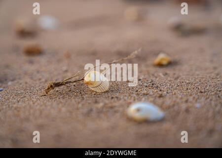 Shells and pebbles on Snettisham Beach, Norfolk, England, UK Stock Photo
