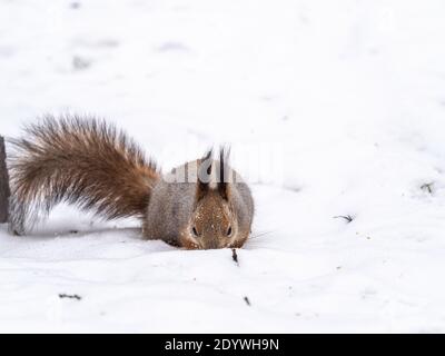 Squirrel hides nuts in the white snow. Eurasian red squirrel, Sciurus vulgaris Stock Photo
