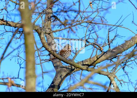 fox Sparrow - Passerella iliaca - perched on a branch Stock Photo