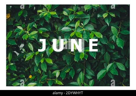 List of calendar months Designed on a natural green leaf background Stock Photo
