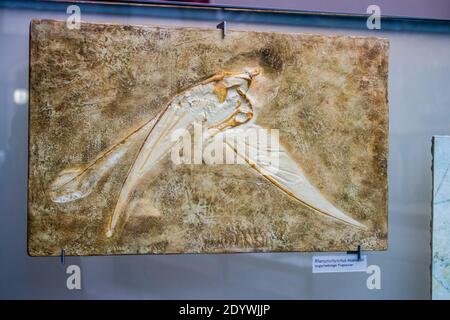 the fossil specimen of rhamphorhynchus muensteri  in Berlin Natural History Museum Germany.  A genus of long-tailed pterosaurs in the Jurassic period. Stock Photo