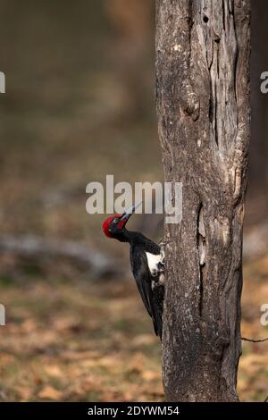 A White-bellied Woodpecker Stock Photo