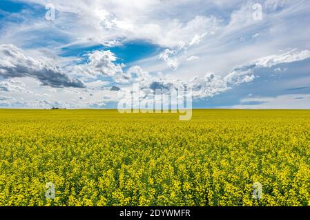 A wide open, blue prairie sky over a canola field in bloom in Saskatchewan, Canada Stock Photo