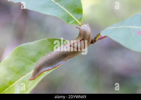 Red-triangle Slug on green leaf Stock Photo