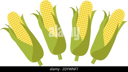 Corn cobs, illustration, vector on a white background. Stock Vector
