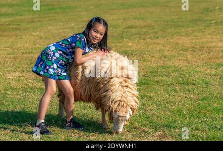 Happy and healthy Asian cheerful child girl with big sheep in the summer outdoors, tourist child girl hugs big sheep in farm, space for copy. Stock Photo