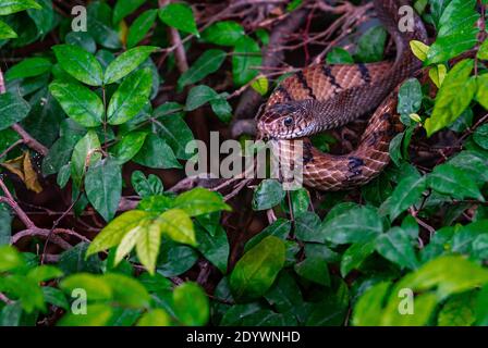 Close up alive Banded Rat Snake or  Oriental Ratsnake or Ptyas Mucosa (LINNAEUS,1758) in science name at Snake garden of Bangkok, Thailand. Alive snak Stock Photo