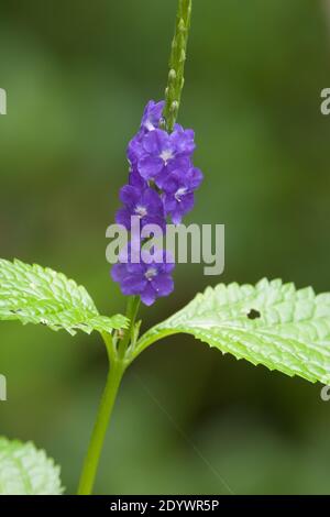 Dark Blue Snakeweed (Stachytarpheta cayennensis). Native to South America, environmental weed in Australia. Photographed Cow Bay, Daintree National Pa Stock Photo