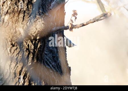 silhouette of a nuthatch at a tree Stock Photo