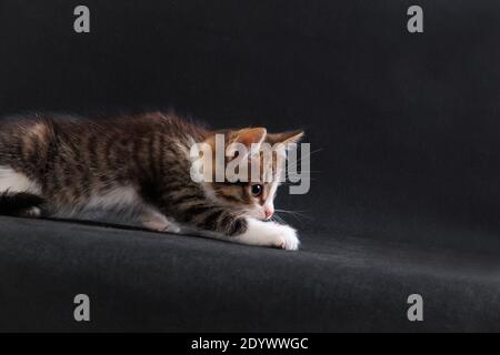 Striped grey white-breasted kitten decides to play and hunt and is prowling on black background in studio indoors Stock Photo