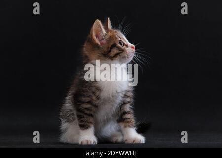Surprised little grey striped white-breasted kitten on black background in studio indoors