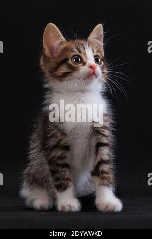 Quite surprised little grey striped white-breasted kitten sitting on black background in studio indoors Stock Photo