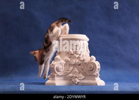 Spoted kitten running away from white plaster architecture ornament on blue background in studio indoors Stock Photo