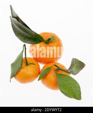 Three fresh and ripe tangerines with green leaves on the light background. Close up image Stock Photo