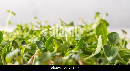 Microgreens on white background, selective macro focus, seed germination at home, vegan and healthy eating concept Stock Photo