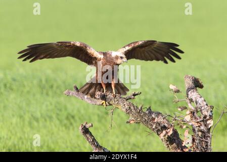 Adult female Western marsh harrier in the first light of day Stock Photo