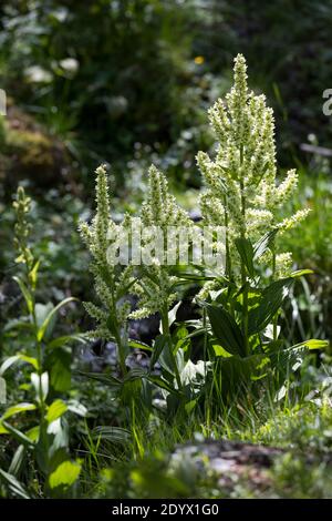 Weißer Germer, Weisser Germer, Weiß-Germer, Veratrum album, Veratrum lobelianum, White Veratrum, false helleborine, white hellebore, European white he Stock Photo